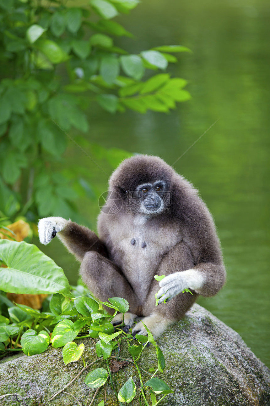 Gibbon 猴子丛林濒危野生动物岩石情调动物植物公园国家猿猴图片