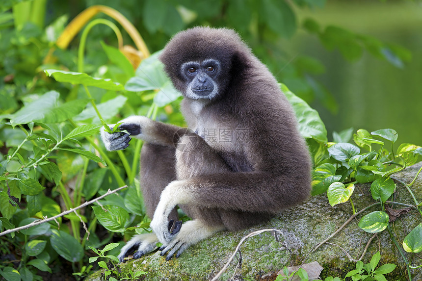 Gibbon 猴子灵长类动物公园异国长臂猿野生动物俘虏国家丛林濒危图片