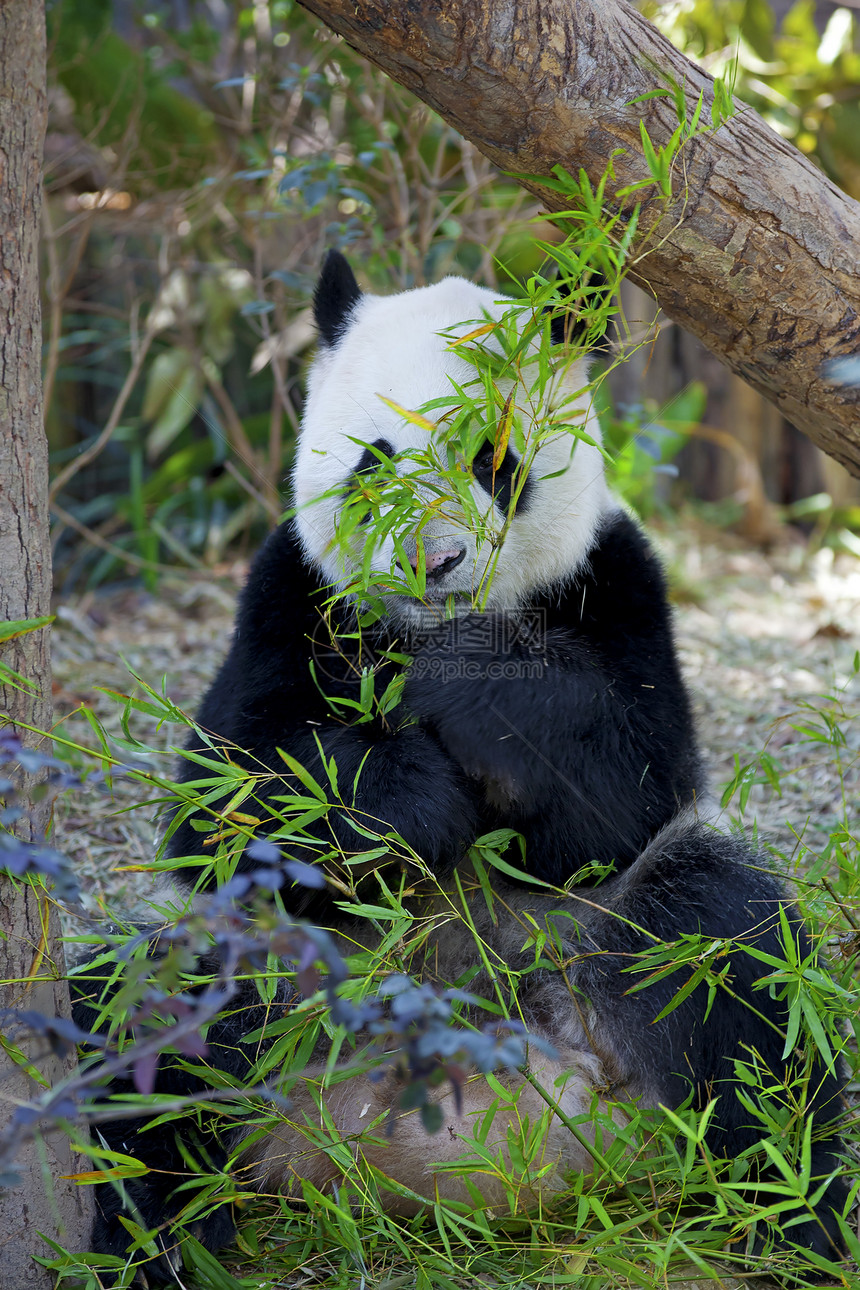 巨熊熊猫竹子濒危旅游旅行树木丛林动物园热带动物动物学图片