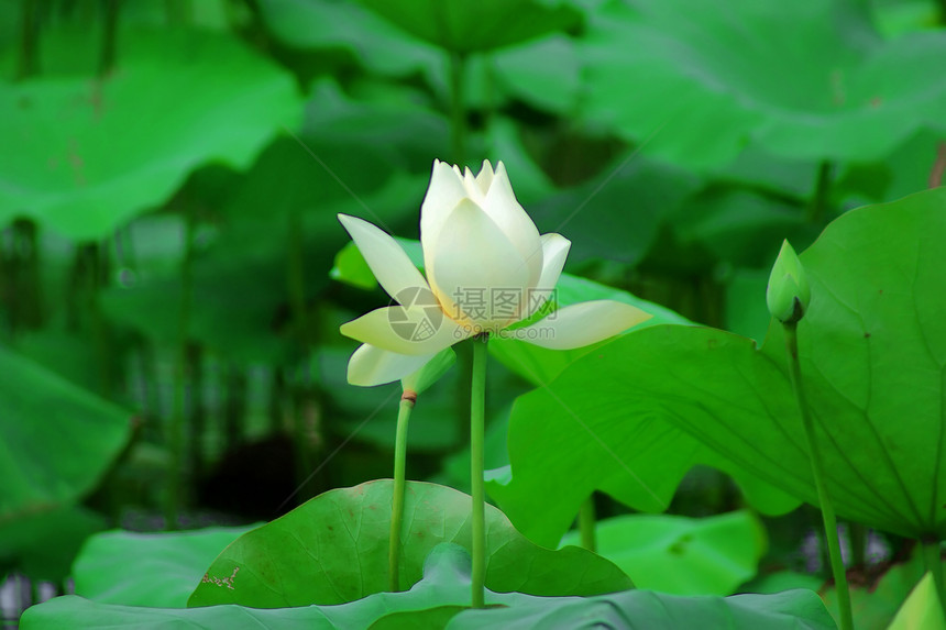 莲体半边莲白术雪花百合荷花碧玉图片