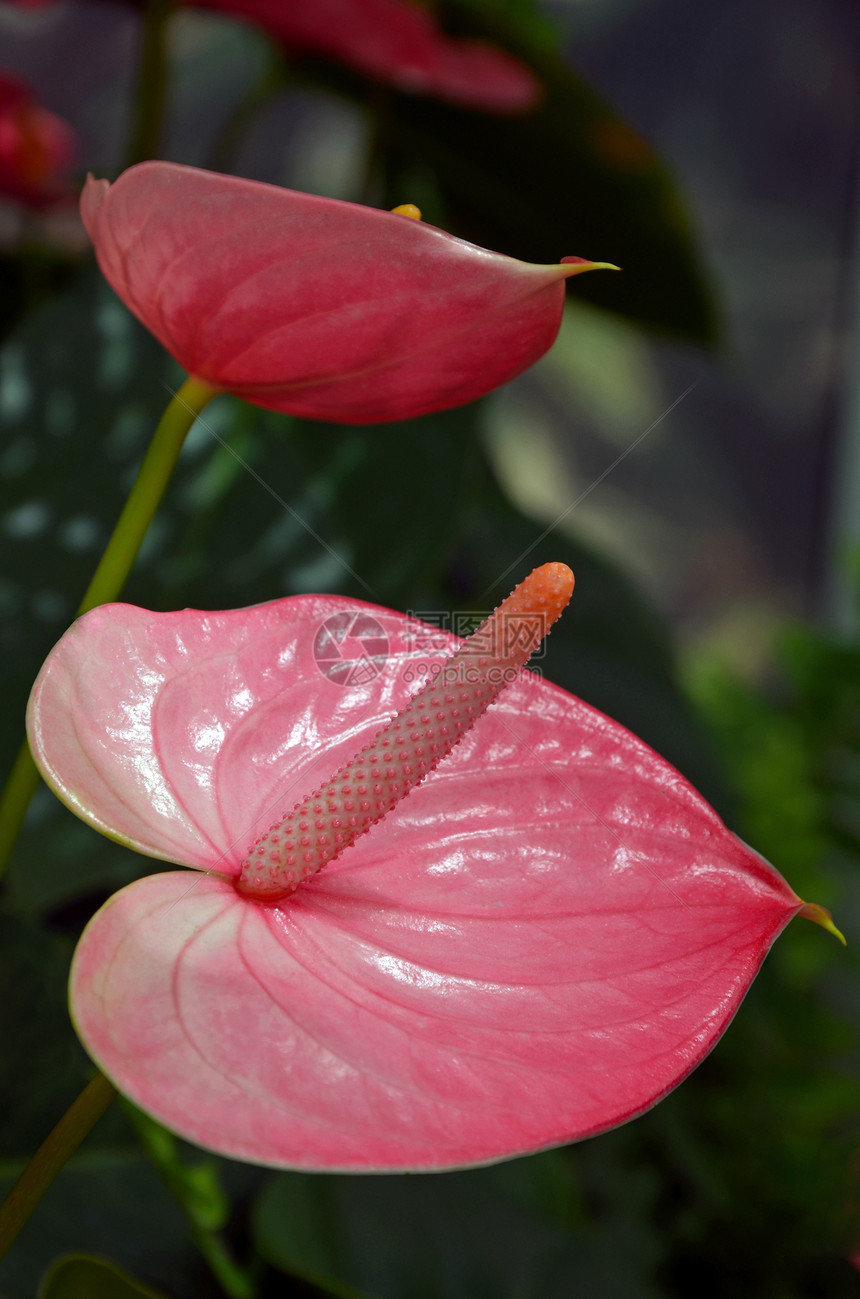 粉红火烈花花图片