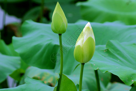 莲体白术雪花百合碧玉荷花半边莲玉兰草背景图片