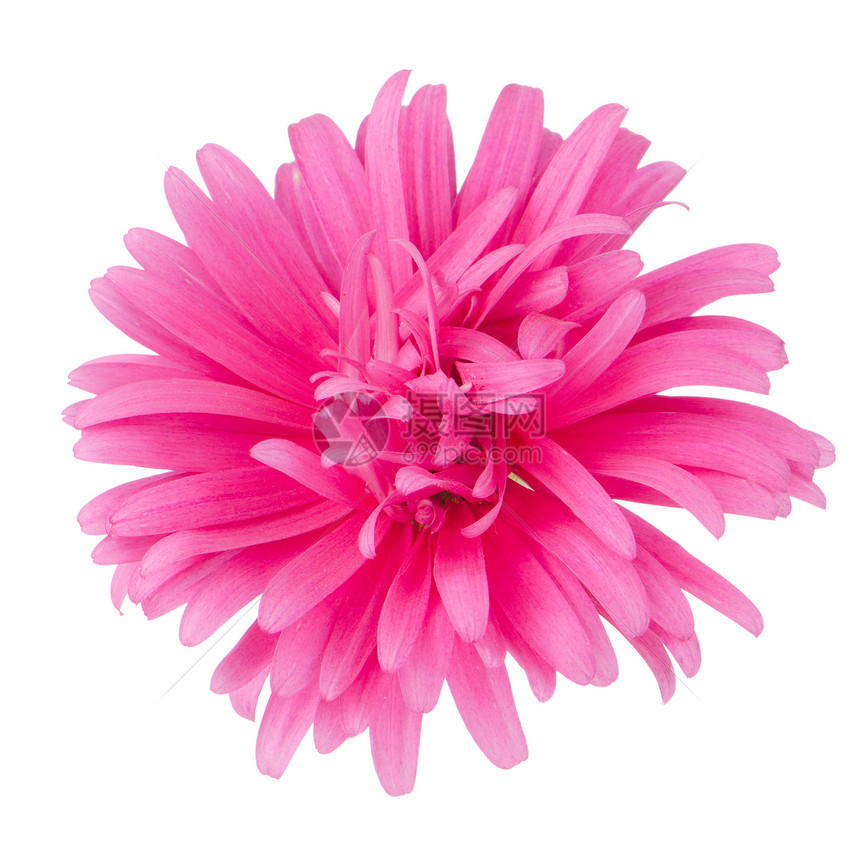 粉色菊花花黄色格柏植物红色花瓣雏菊植物学宏观图片