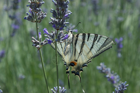 花朵上的蝴蝶宏绿色树叶昆虫植物群宏观背景图片