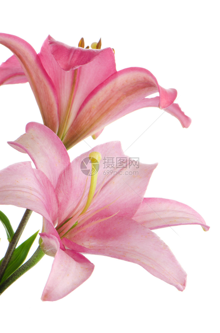 粉粉百合花束白色柔软度作品花店植物粉色投标树叶花园图片