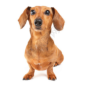 世俗的Dachshund狗画像白色小狗头发救援动物香肠棕色宠物世俗热狗背景