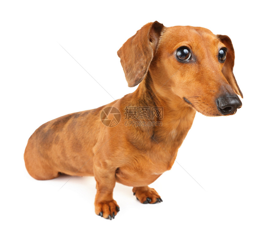 Dachshund 孤立于白色背景的狗世俗热狗香肠棕色动物小狗救援头发生活宠物图片