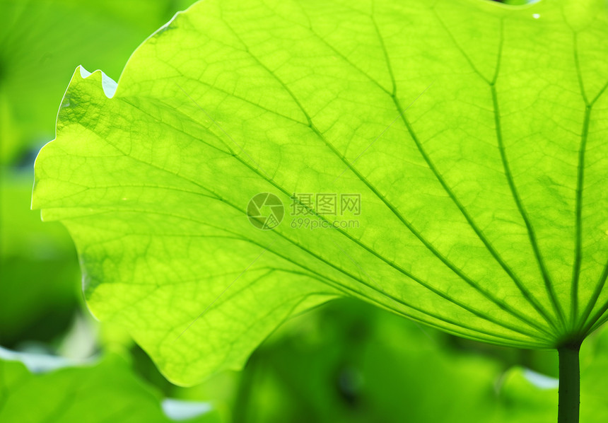 荷叶叶子池塘核桃属绿色小家伙百合荷花植物学风化灯泡图片