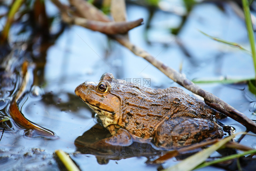 池塘中的青蛙宏观栖息地动物粘液芦苇杂草动物群灰色植物绿色图片