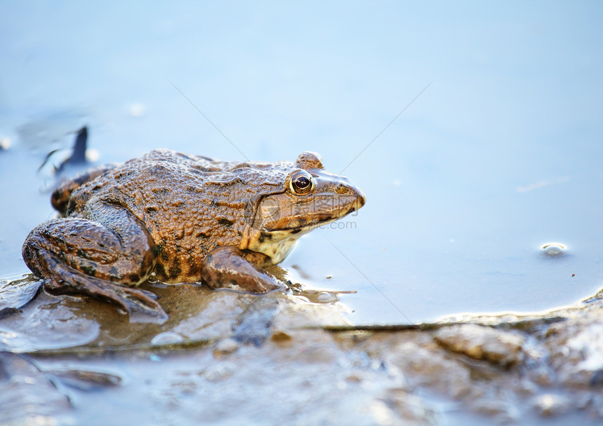 湖中的青蛙杂草湿地棕色野生动物森林爬虫灰色粘液荒野绿色图片