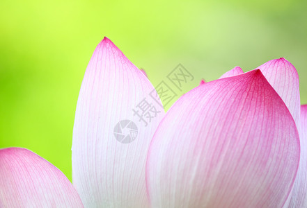 粉色莲花闭合天空宏观绿色核桃属百合花瓣荷花植物学植物风化背景图片