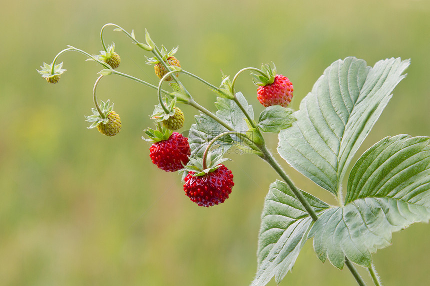 野草莓绿色红色甜点植物群水果植物浆果食物宏观荒野图片