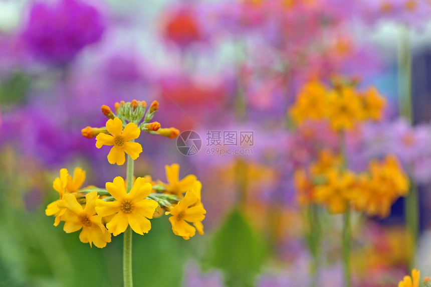 大型黄色春花太阳妈妈郁金香季节花园场地叶子紫色植物群花店图片