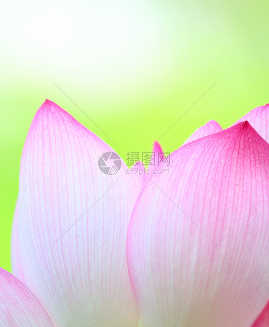 粉色莲花闭合风化百合宏观核桃属花园花瓣叶子植物天空荷花图片