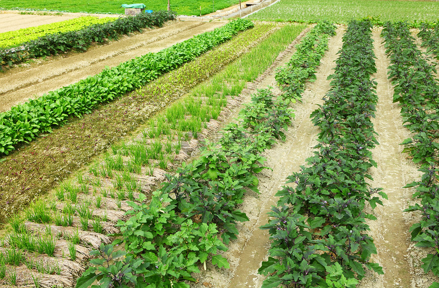 农场田地绿色农业产品土地乡村蔬菜生产种子草地领域图片