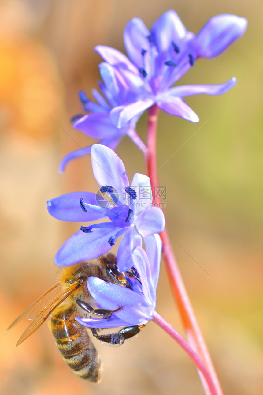 美丽的紫紫花和蜜蜂的图像宏观阳光叶子公园植物蒲包蜂蜜休息植物群荒野图片