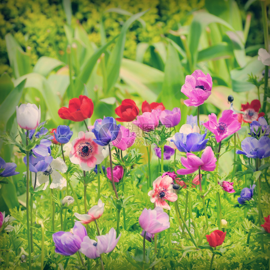 田野上的阿内门的花朵图片