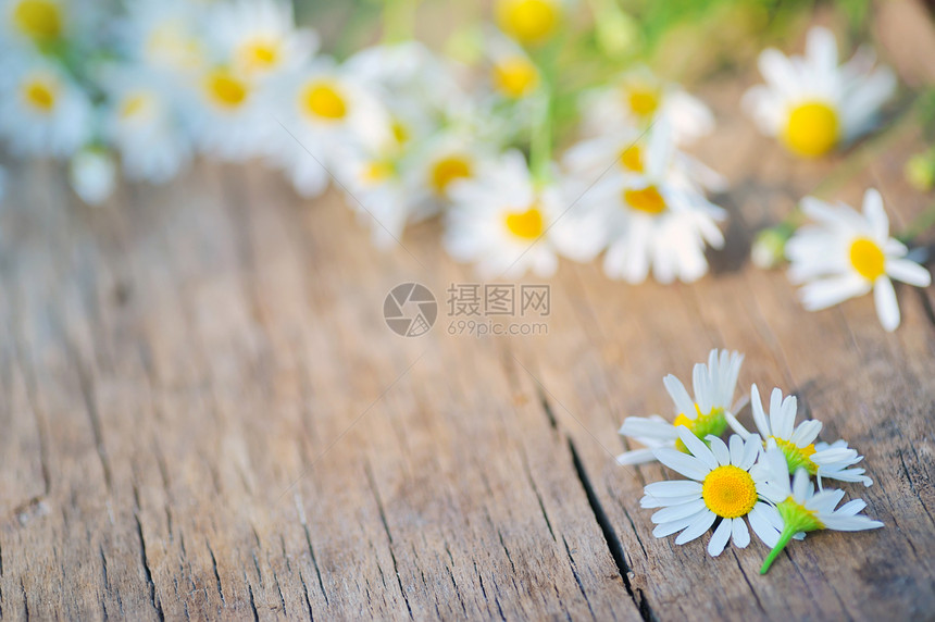 木上花朵宏观植物学绿色框架木头生态草本农村荒野边界图片