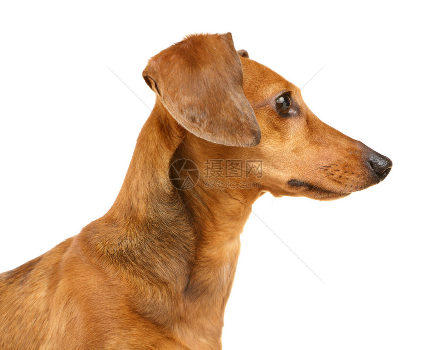 Dachshund狗画像头发救援生活白色小狗宠物热狗棕色世俗香肠图片