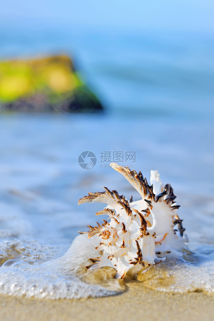 海滩上的贝壳旅行情调棕榈冲浪假期异国热带海浪天空闲暇图片