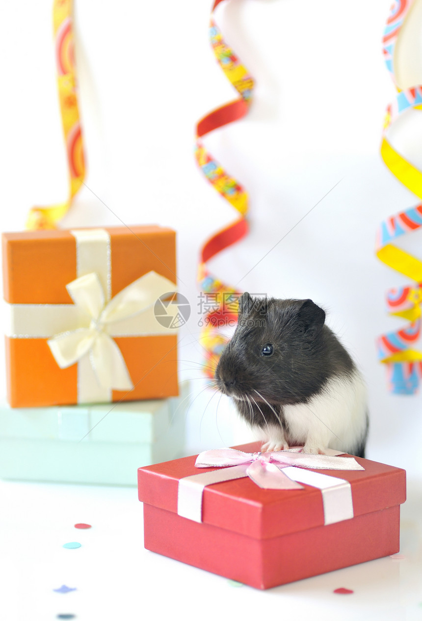 豚猪和礼品哺乳动物动物蓝色生日白色帽子派对庆典礼物绿色图片