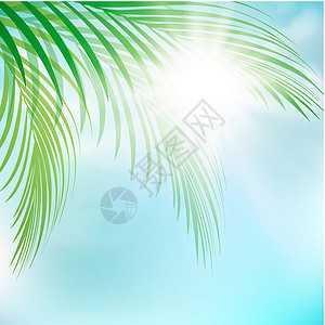 夏季夏月蓝色天堂晴天植物假期太阳热带天空阳光绿色背景图片