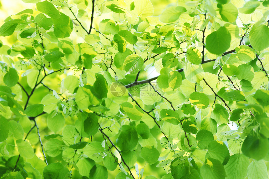 美丽的树叶阳光公园植物生长森林绿色环境晴天叶子图片