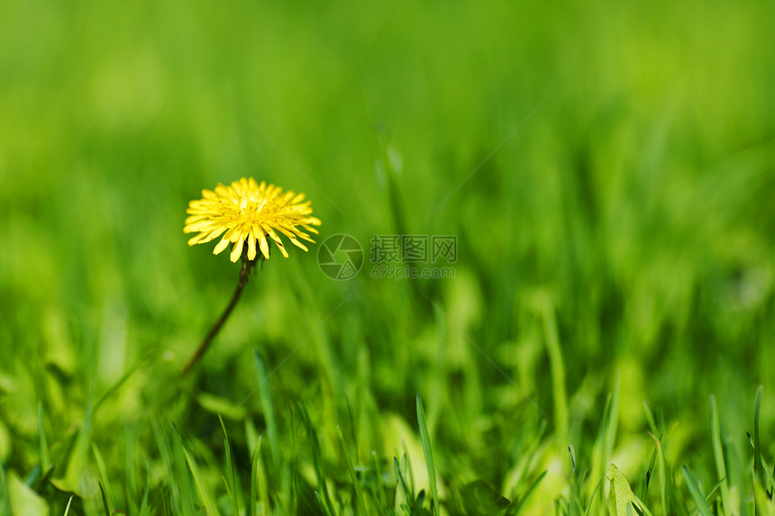 达当量荒野生长场地牧场植物阳光野花草地植物群绿色图片