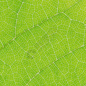 绿叶纹理静脉植物环境绿色宏观不对称背景图片