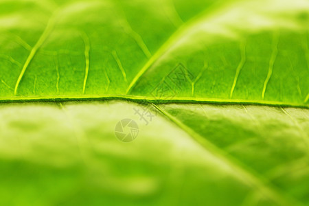 绿叶纹理不对称植物环境静脉宏观绿色背景图片