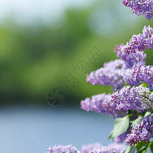 丁香花公园花园宏观蓝色绿色紫色衬套季节香味背景图片