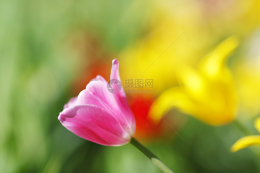 色彩多彩的郁金花公园粉色黄色花园植物白色绿色图片
