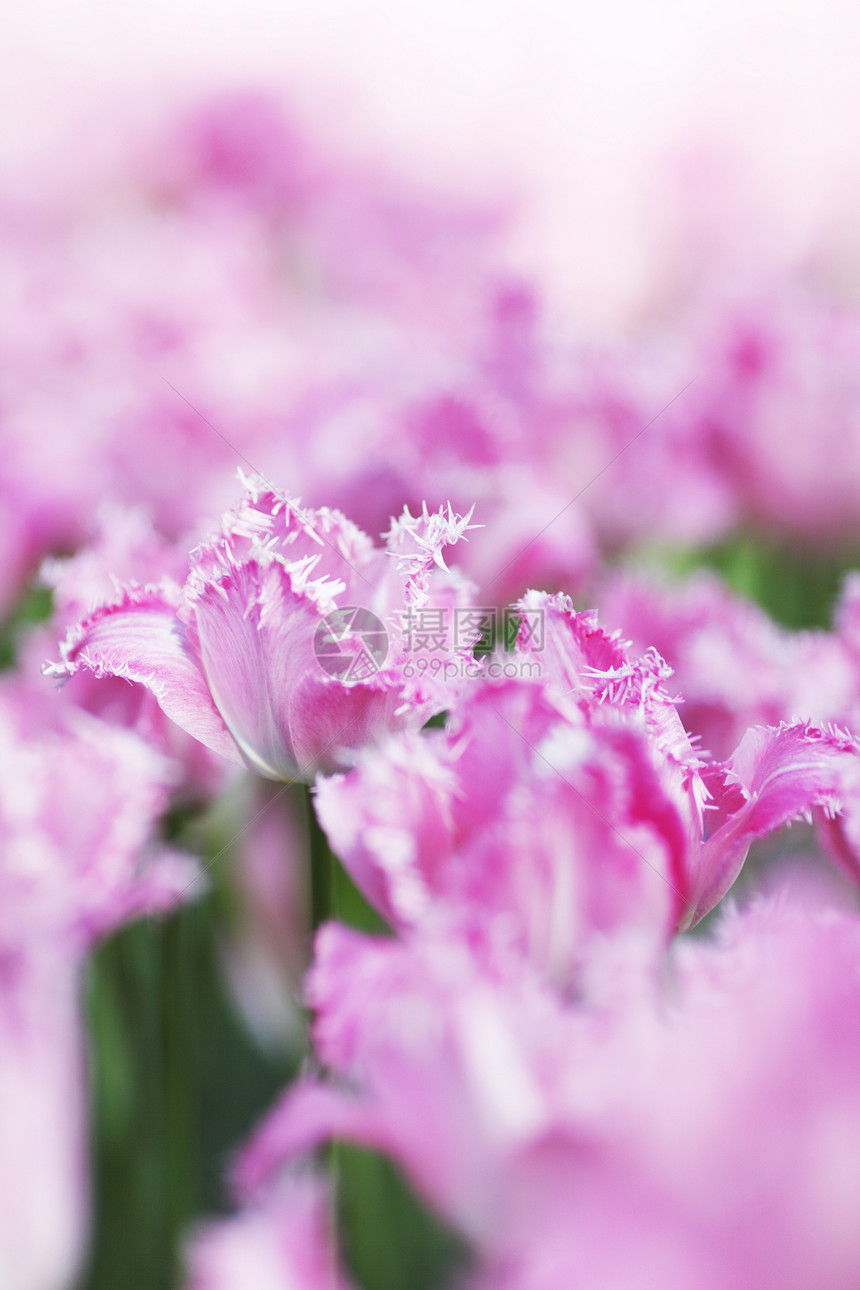 粉色郁金香绿色花园白色公园植物图片