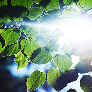 美丽的树叶太阳天空环境晴天生长蓝色绿色叶子阳光植物背景图片