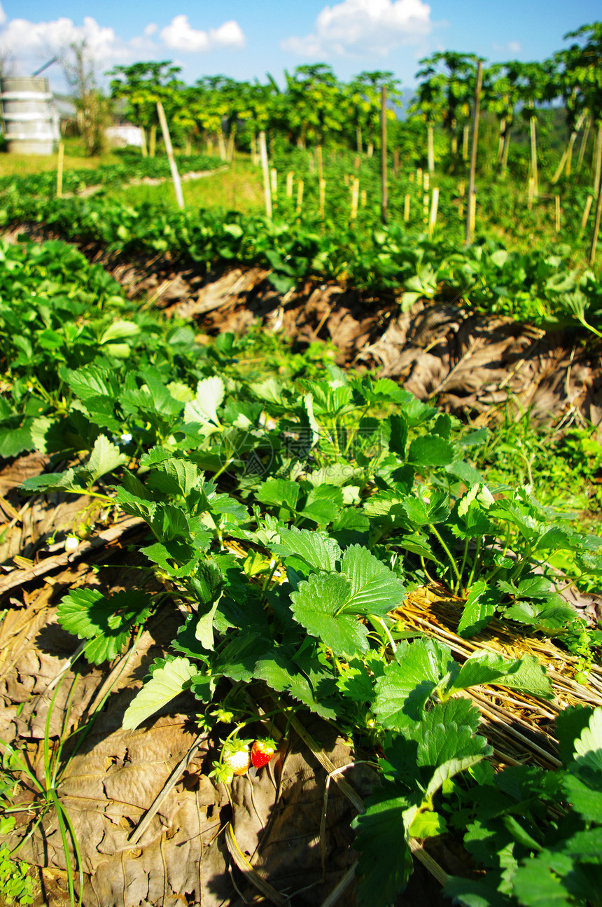 草莓植物花园场地生长水果国家土地季节农村地面农场图片