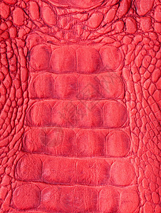 红色衣服的鳄鱼鳄皮蛇皮动物爬虫艺术衣服宏观鳄鱼女士打印皮肤背景
