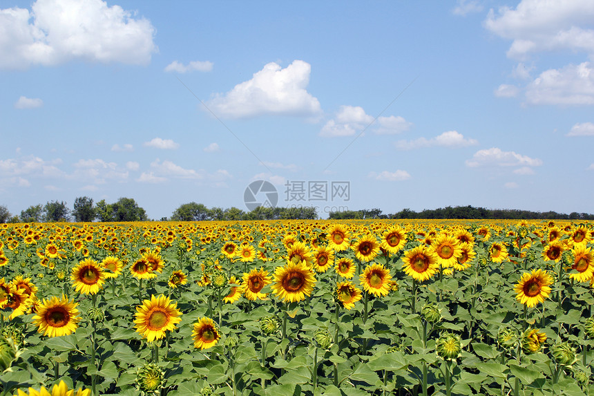 向向向向外和蓝天景观图片