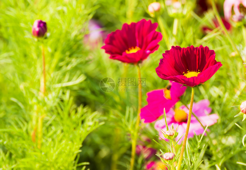 红宇宙花朵农村森林叶子植物群草地花园花瓣紫色植物雏菊图片