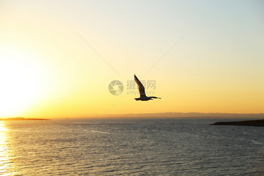 海鸥在日落时飞翔的太阳月光翅膀海鸟生活动物日出野生动物水禽图片