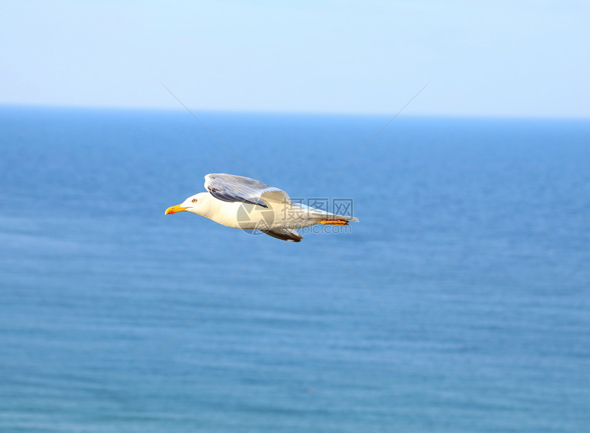 飞行海鸥对抗蓝海图片