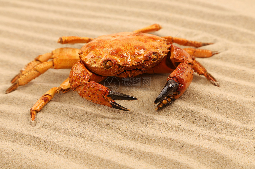 一只螃蟹位于沙沙背景上图片