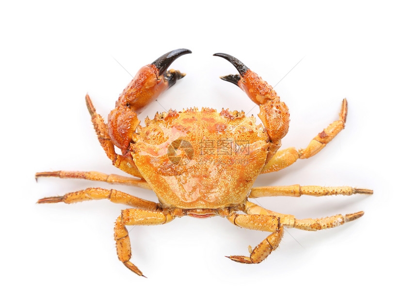 白背景孤立的黄煮螃蟹动物荒野海洋海鲜野生动物甲壳宏观棕色食物图片