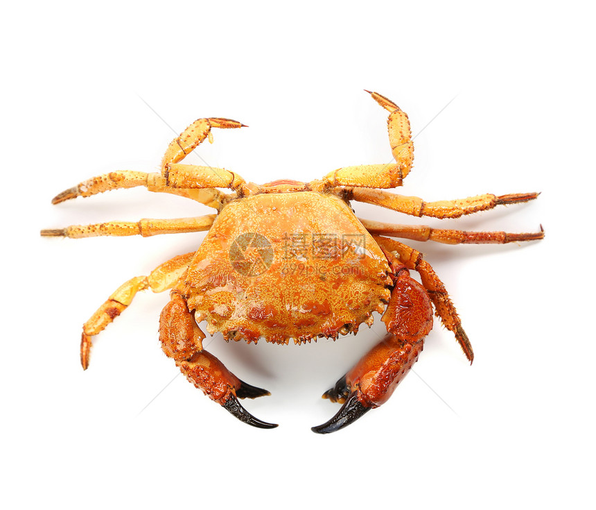海产海鲜红螃蟹 孤立在白色背景上动物宏观橙子甲壳野生动物荒野海滩海洋食物图片
