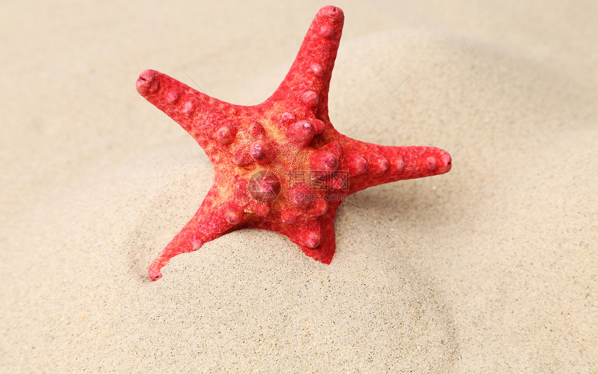 红海星在沙地背景上 关门海星棕色黄色星星收藏假期风景褐色矿物情绪图片