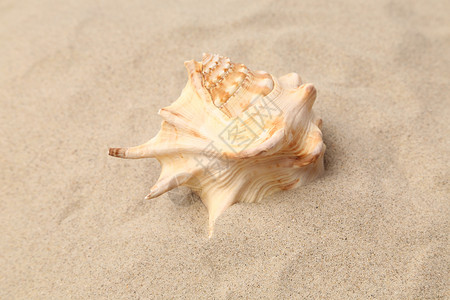 沙滩上的海螺壳 桑迪的背景 关门蜗牛海滩纪念品游客海岸假期海洋支撑旅行背景图片
