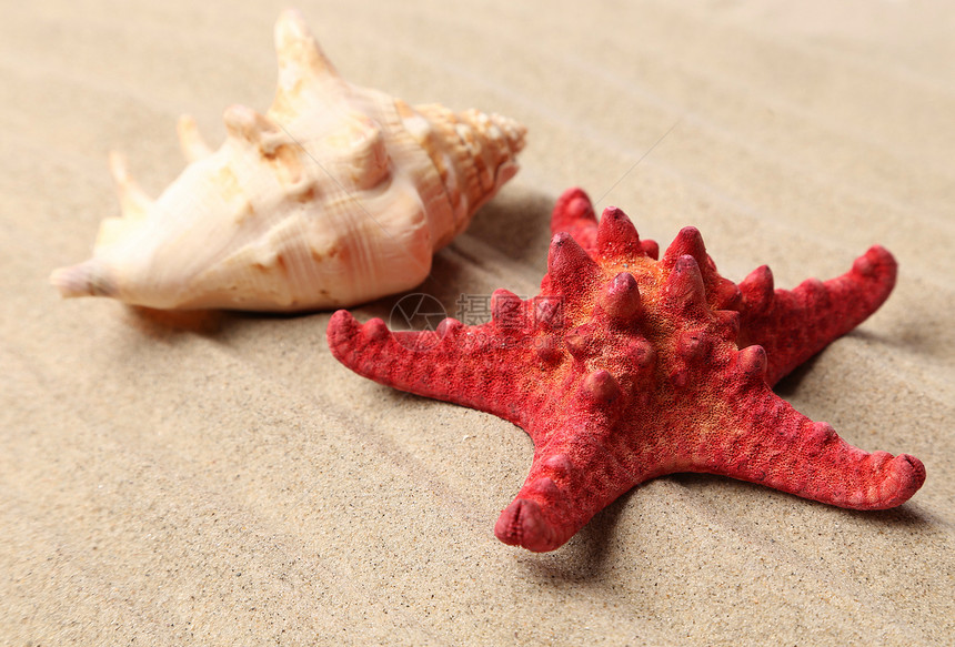 沙底红海星和沙壳海星蜗牛旅行海洋纪念品红色海滩假期支撑游客图片