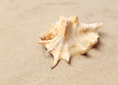 沙滩上的海螺壳 桑迪的背景 关门纪念品支撑海岸海滩假期海洋旅行游客蜗牛背景图片