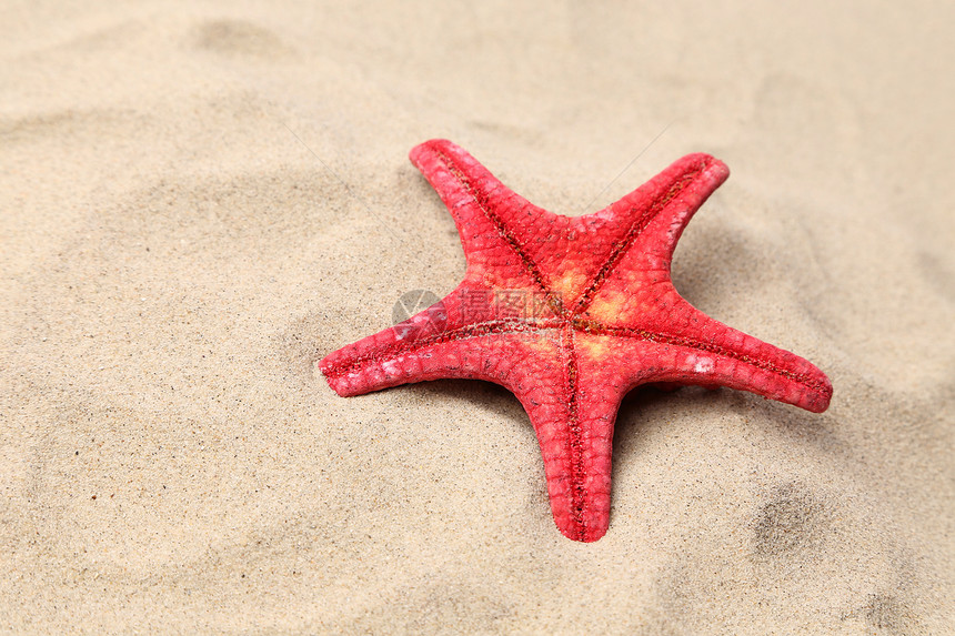 红海星在沙地背景上 关门星星风景海滩条纹海洋红色矿物橙子收藏海星图片