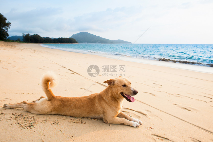 热带海滩上放松的狗蓝色波浪海岸支撑太阳海洋天空乐趣哺乳动物喜悦图片