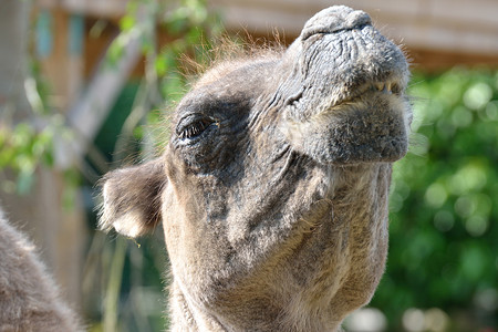 旧骆驼头目动物园骆驼脸高清图片